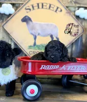 Heath, a male Bordoodle for sale in Bristol, VA – Photo 7 of 10