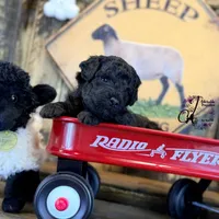 Heath, a male Bordoodle for sale in Bristol, VA – Photo 6 of 10