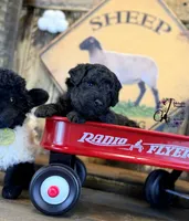 Heath, a male Bordoodle for sale in Bristol, VA – Photo 6 of 10