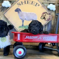 Heath, a male Bordoodle for sale in Bristol, VA – Photo 1 of 10