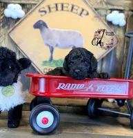 Heath, a male Bordoodle for sale in Bristol, VA – Photo 1 of 10