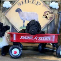 Heath, a male Bordoodle for sale in Bristol, VA – Photo 10 of 10