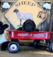 Heath, a male Bordoodle for sale in Bristol, VA – Photo 10 of 10