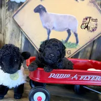 Heath, a male Bordoodle for sale in Bristol, VA – Photo 5 of 10