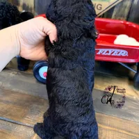 Heath, a male Bordoodle for sale in Bristol, VA – Photo 4 of 10