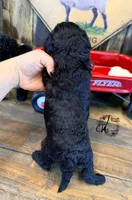 Heath, a male Bordoodle for sale in Bristol, VA – Photo 4 of 10