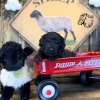 Heath, a male Bordoodle for sale in Bristol, VA – Photo 9 of 10