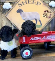 Heath, a male Bordoodle for sale in Bristol, VA – Photo 9 of 10