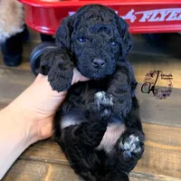 Heath, a male Bordoodle for sale in Bristol, VA – Photo 3 of 10