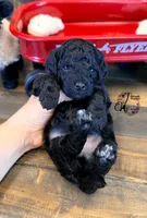 Heath, a male Bordoodle for sale in Bristol, VA – Photo 3 of 10