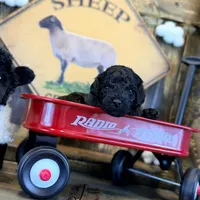 Heath, a male Bordoodle for sale in Bristol, VA – Photo 8 of 10