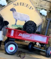 Heath, a male Bordoodle for sale in Bristol, VA – Photo 8 of 10