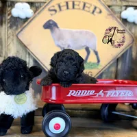 Heath, a male Bordoodle for sale in Bristol, VA – Photo 2 of 10