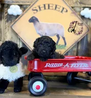 Heath, a male Bordoodle for sale in Bristol, VA – Photo 2 of 10