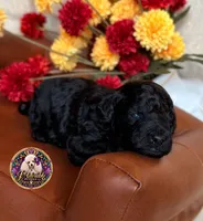 Hershey, a male Poodle - Toy  and Poodle - Miniature  for sale in Bristol, VA – 10 of 10
