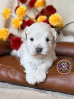 Peace, a male Miniature Schnauzer for sale in Bristol, VA – 8 of 10