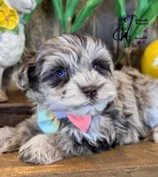 Banks, a male Miniature Schnauzer for sale in Bristol, VA – Photo 3 of 10