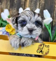 Banks, a male Miniature Schnauzer for sale in Bristol, VA – Photo 2 of 10