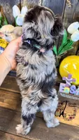 Banks, a male Miniature Schnauzer for sale in Bristol, VA – Photo 6 of 10