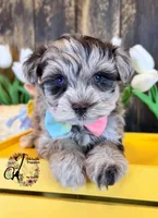 Banks, a male Miniature Schnauzer for sale in Bristol, VA – Photo 7 of 10