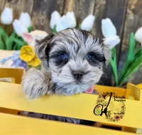 Banks, a male Miniature Schnauzer for sale in Bristol, VA – Photo 8 of 10