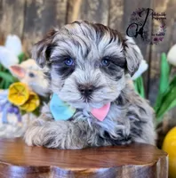 Banks, a male Miniature Schnauzer for sale in Bristol, VA – Photo 9 of 10