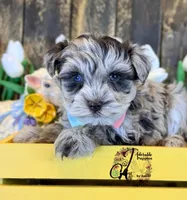 Banks, a male Miniature Schnauzer for sale in Bristol, VA – Photo 4 of 10