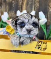Banks, a male Miniature Schnauzer for sale in Bristol, VA – Photo 5 of 10