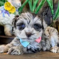 Banks, a male Miniature Schnauzer for sale in Bristol, VA – Photo 10 of 10