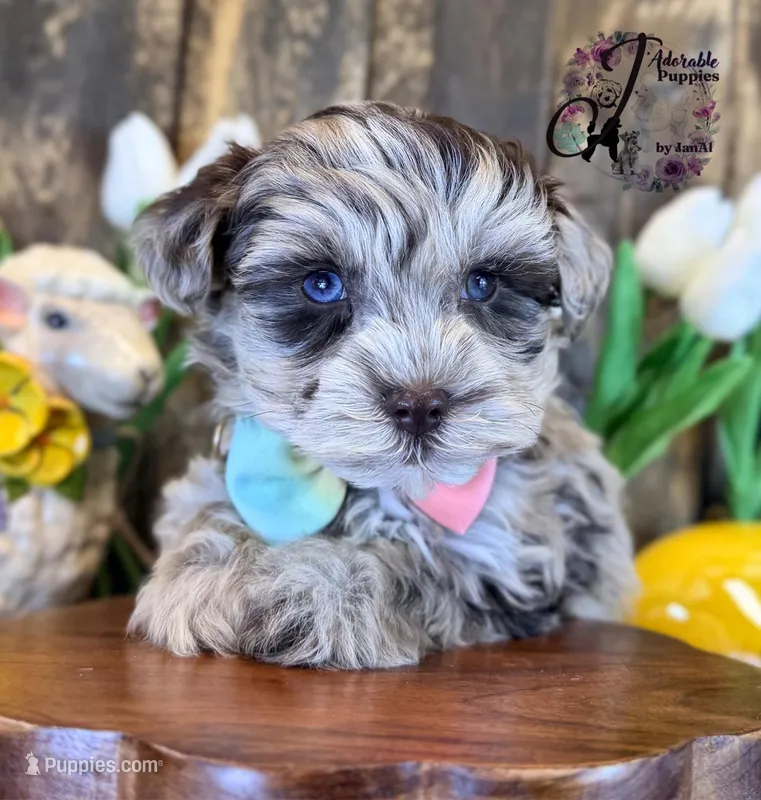 Banks – Miniature Schnauzer puppy for sale in Bristol, VA