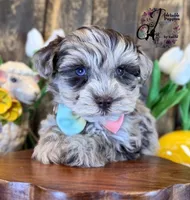 Banks, a male Miniature Schnauzer for sale in Bristol, VA – Photo 1 of 10