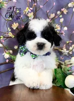 Shepherd, a male Border Collie and Poodle - Miniature  for sale in Bristol, VA – Photo 2 of 10