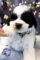 Shepherd, a male Border Collie and Poodle - Miniature  for sale in Bristol, VA – Photo 6 of 10