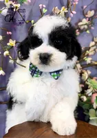 Shepherd, a male Border Collie and Poodle - Miniature  for sale in Bristol, VA – Photo 1 of 10