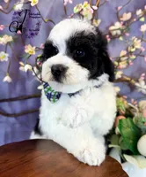 Shepherd, a male Border Collie and Poodle - Miniature  for sale in Bristol, VA – Photo 10 of 10