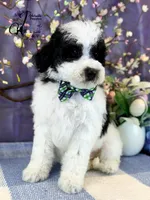 Shepherd, a male Border Collie and Poodle - Miniature  for sale in Bristol, VA – Photo 7 of 10