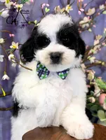 Shepherd, a male Border Collie and Poodle - Miniature  for sale in Bristol, VA – Photo 8 of 10
