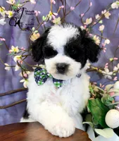 Shepherd, a male Border Collie and Poodle - Miniature  for sale in Bristol, VA – Photo 9 of 10
