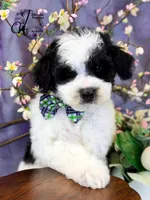 Shepherd, a male Border Collie and Poodle - Miniature  for sale in Bristol, VA – Photo 4 of 10