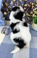 Shepherd, a male Border Collie and Poodle - Miniature  for sale in Bristol, VA – Photo 3 of 10