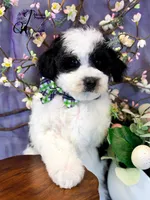 Shepherd, a male Border Collie and Poodle - Miniature  for sale in Bristol, VA – Photo 5 of 10