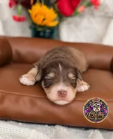 Martha May, a female Miniature Schnauzer for sale in Bristol, VA – 9 of 10