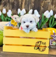 Bentley, a male Miniature Schnauzer for sale in Bristol, VA – Photo 7 of 10