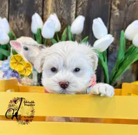 Bentley, a male Miniature Schnauzer for sale in Bristol, VA – Photo 8 of 10