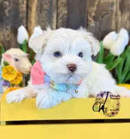 Bentley, a male Miniature Schnauzer for sale in Bristol, VA – Photo 4 of 10