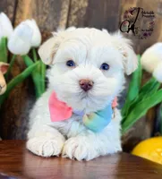 Bentley, a male Miniature Schnauzer for sale in Bristol, VA – Photo 6 of 10