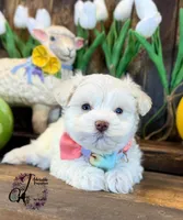 Bentley, a male Miniature Schnauzer for sale in Bristol, VA – Photo 3 of 10