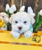 Bentley, a male Miniature Schnauzer for sale in Bristol, VA – Photo 5 of 10