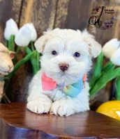 Bentley, a male Miniature Schnauzer for sale in Bristol, VA – Photo 1 of 10