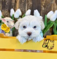 Bentley, a male Miniature Schnauzer for sale in Bristol, VA – Photo 10 of 10